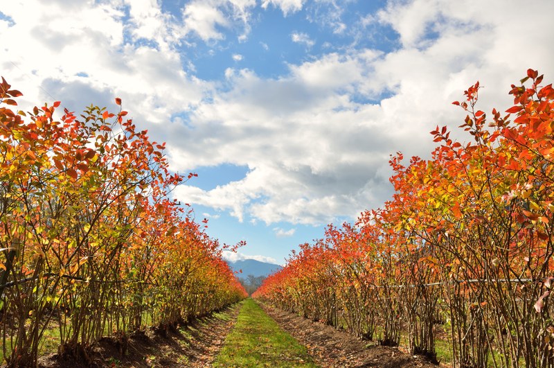 Off-Season Maintenance Tips for Berry Processing Equipment